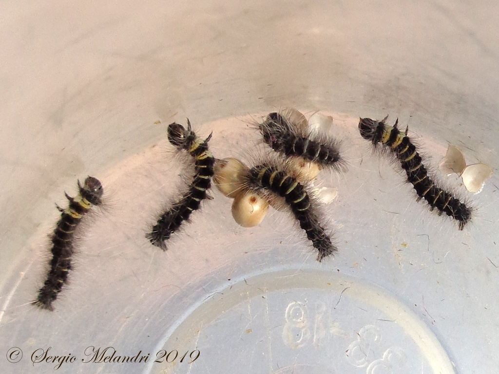 ID Falena:  Macrothylacia rubi - Lasiocampidae